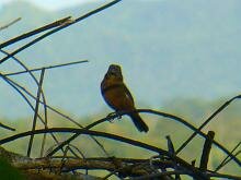 Lesser Seed-Finch